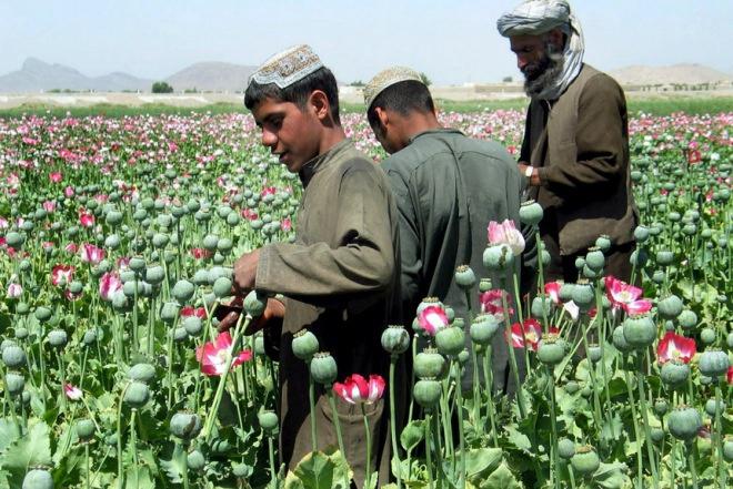 Конопля афган как марихуана влияет на поведение