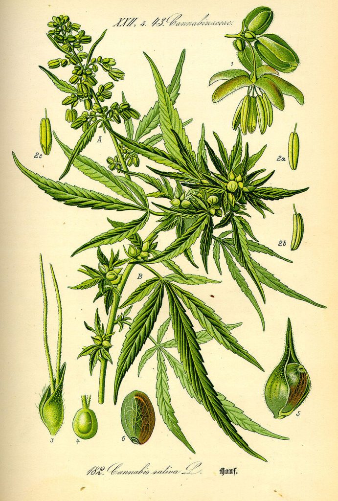 Конопля ботаника выращивания марихуаны смотреть онлайн